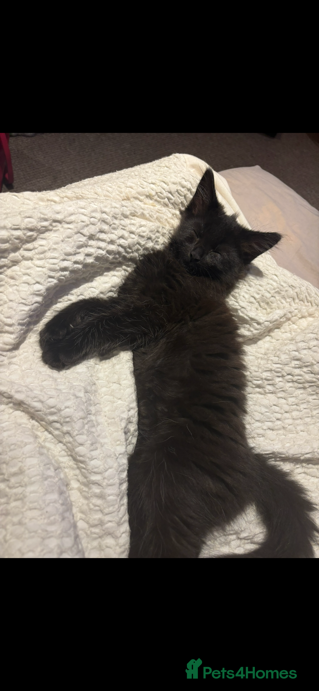 Maine Coon cats for sale: Our beautiful Enzo - Image 7
