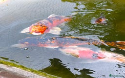 Pond Fish fish for sale: 3 Coin Carp + 1 Ghost Decent Sizes - Image 3