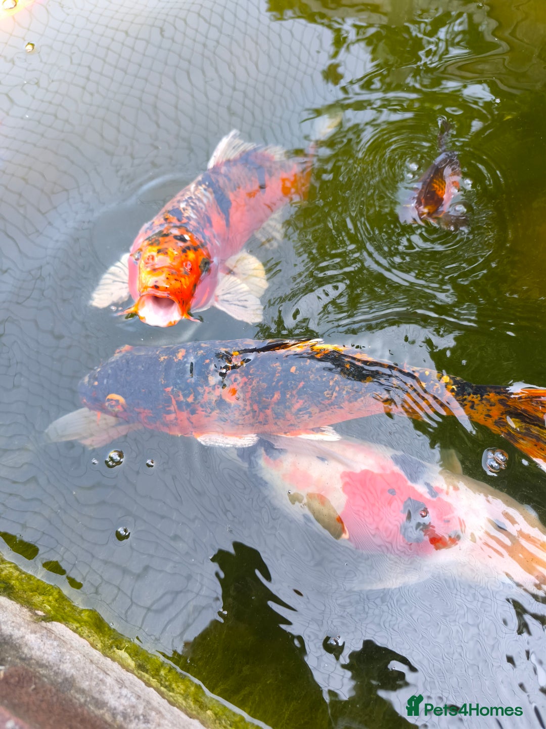 Pond Fish fish for sale: 3 Coin Carp + 1 Ghost Decent Sizes - Image 3