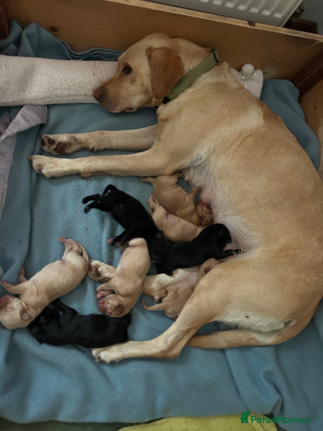 Labrador Retriever dogs for sale: Labrador Puppies  - Image 6