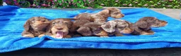 Miniature Dachshund dogs for sale: QUAILTY MINI WIRES KC REG PRA LAFORA CLEAR - Advert 12