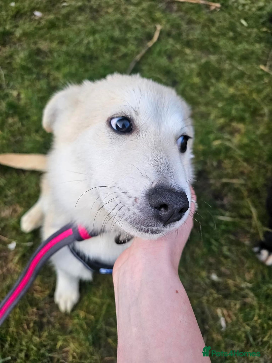 Mixed Breed dogs for adoption: Wren - Costessey Norwich  - Advert 9