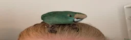 Parrots birds for sale: Bonded  kakariki male and female 7 months old i - Advert 7