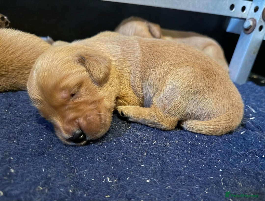 Golden Retriever dogs for sale: Top quality litter - Advert 9