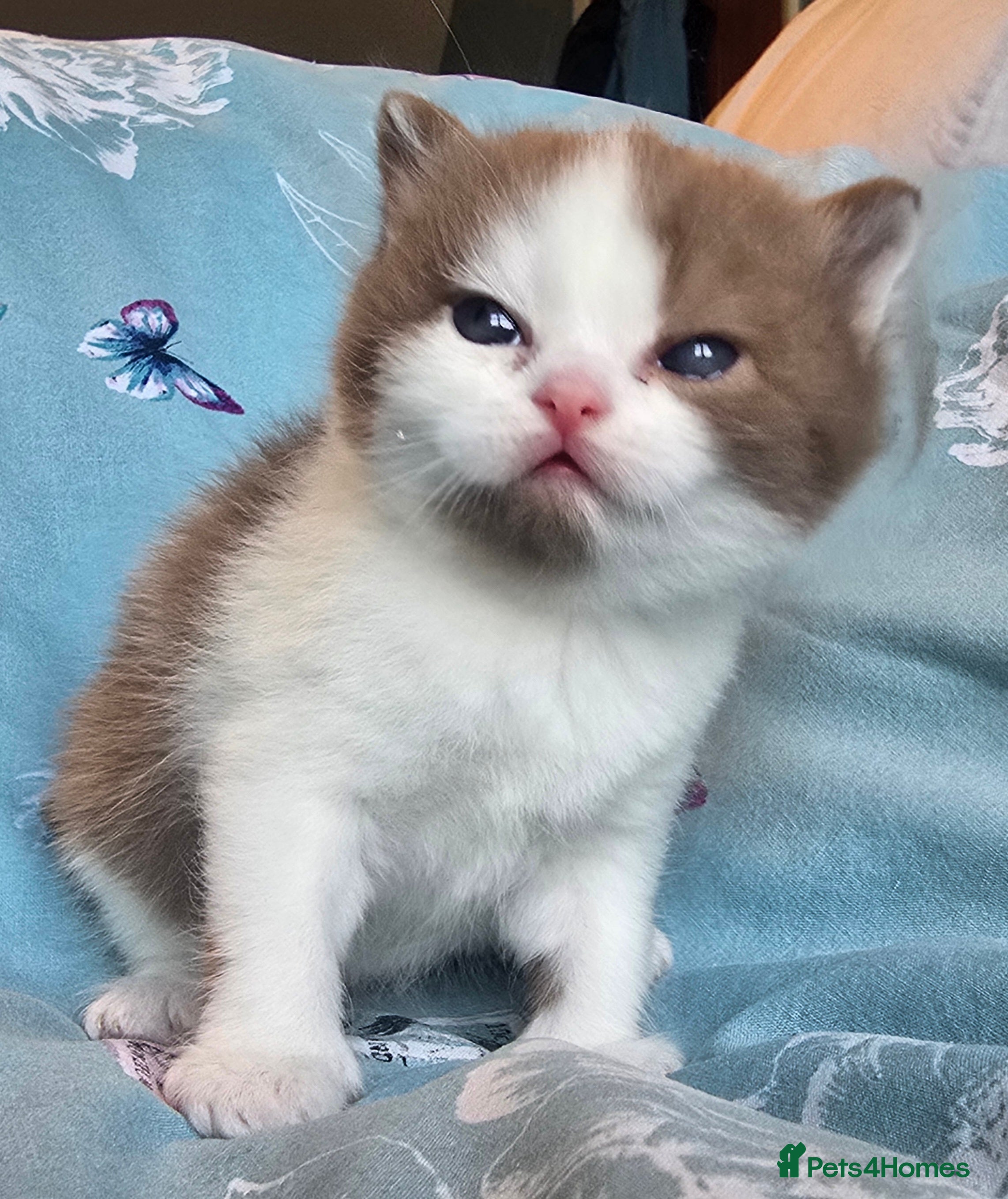 British Shorthair cats TICA registered British shorthair kittens - Advert 6