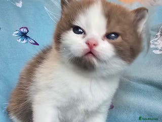 British Shorthair cats TICA registered British shorthair kittens - Advert 6