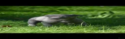 Lurcher dogs for sale: Both working an family lurcher pups - Advert 27