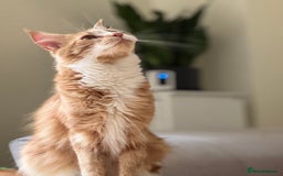 Maine Coon cats for sale: 1 year old Maine Coon - Image 1