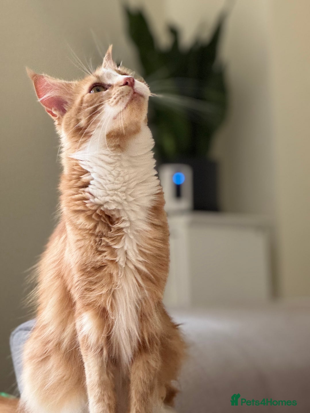 Maine Coon cats for sale: 1 year old Maine Coon - Image 1