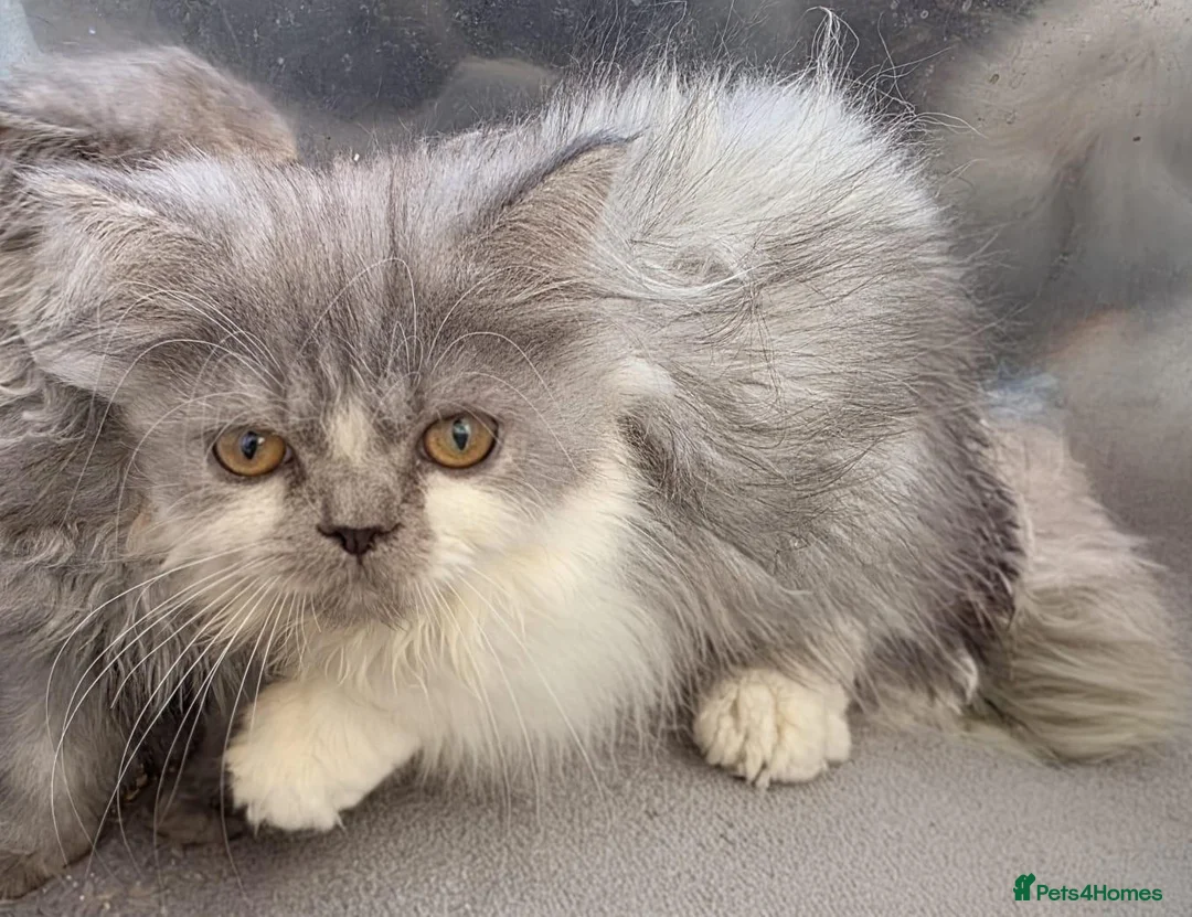 Persian cats for sale: Persian kittens for sale in Huddersfield - Advert 2