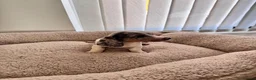Miniature Dachshund dogs for sale: Miniature dachshund in Manchester - Advert 9
