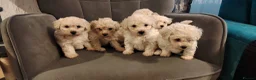 Poochon dogs for sale: Miniature poochon  - Advert 1