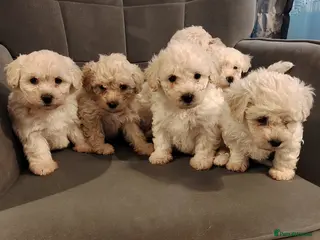 Poochon dogs Miniature poochon - Advert 5