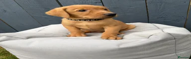 Labrador Retriever 3
