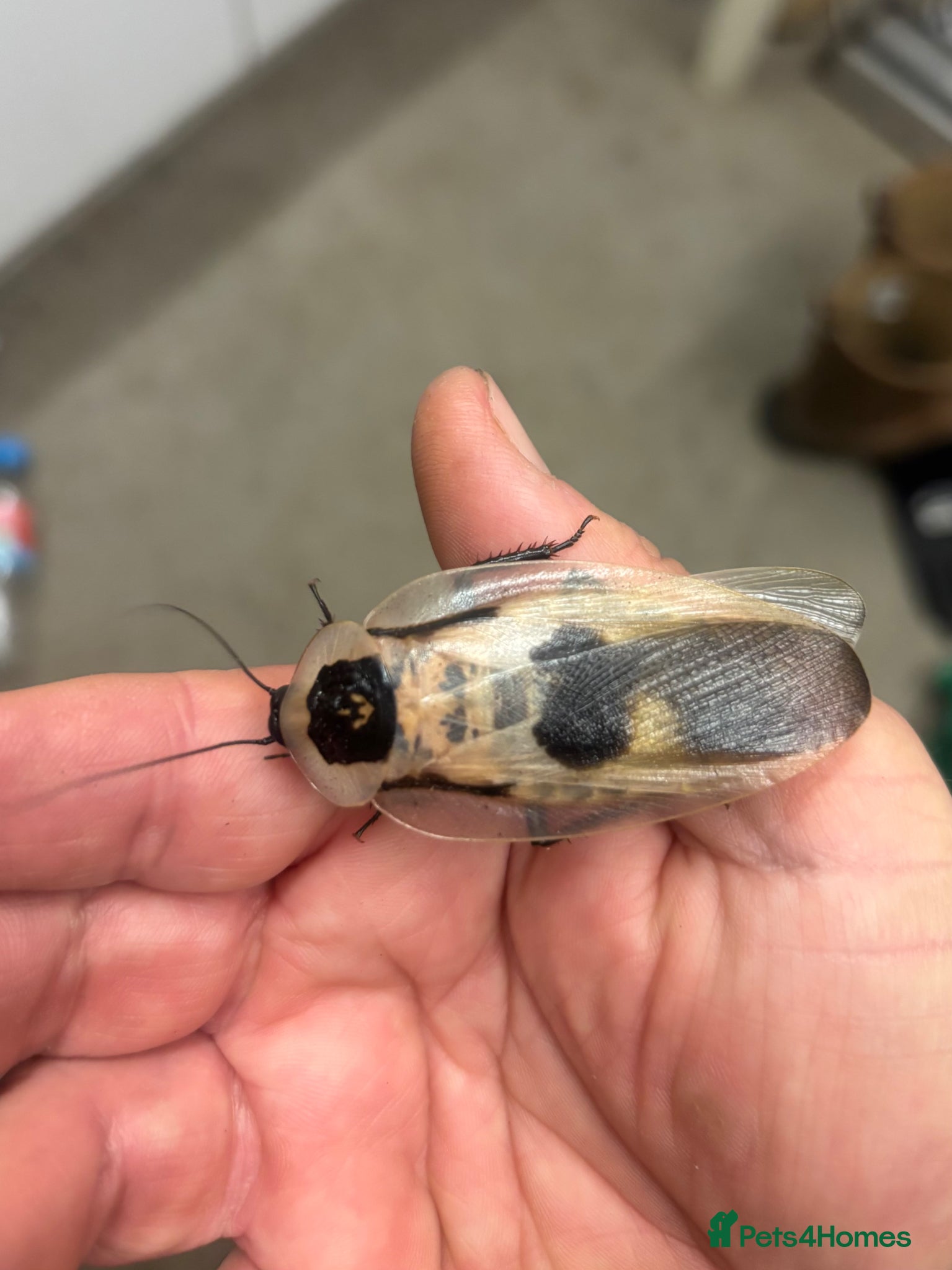 Cockroaches invertebrates Deathshead Cockroaches FREE - Advert 12