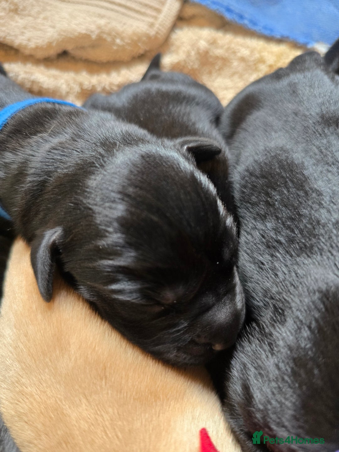 Labrador Retriever dogs for sale: KC Registered 9 Black & 1 Yellow Labrador Puppies - Image 10