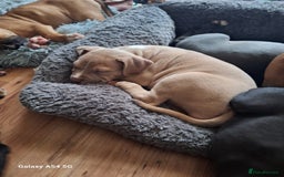 American Bulldog dogs for sale: 11 little hearts need their forever home - Advert 5