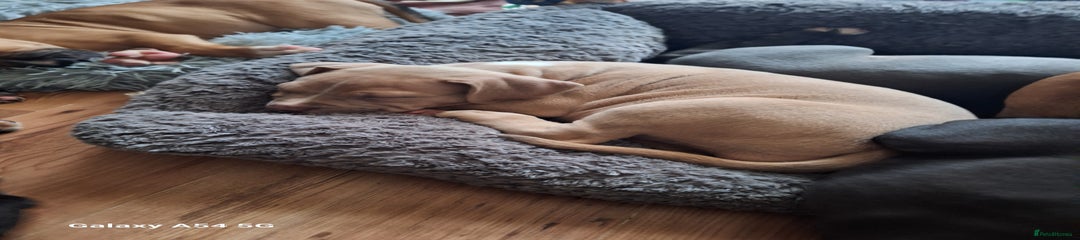 American Bulldog Puppy 3