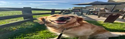 Golden Retriever dogs for sale: KC Reg Golden Retriever pups-ready mid August 2026 in Mirfield - Advert 6