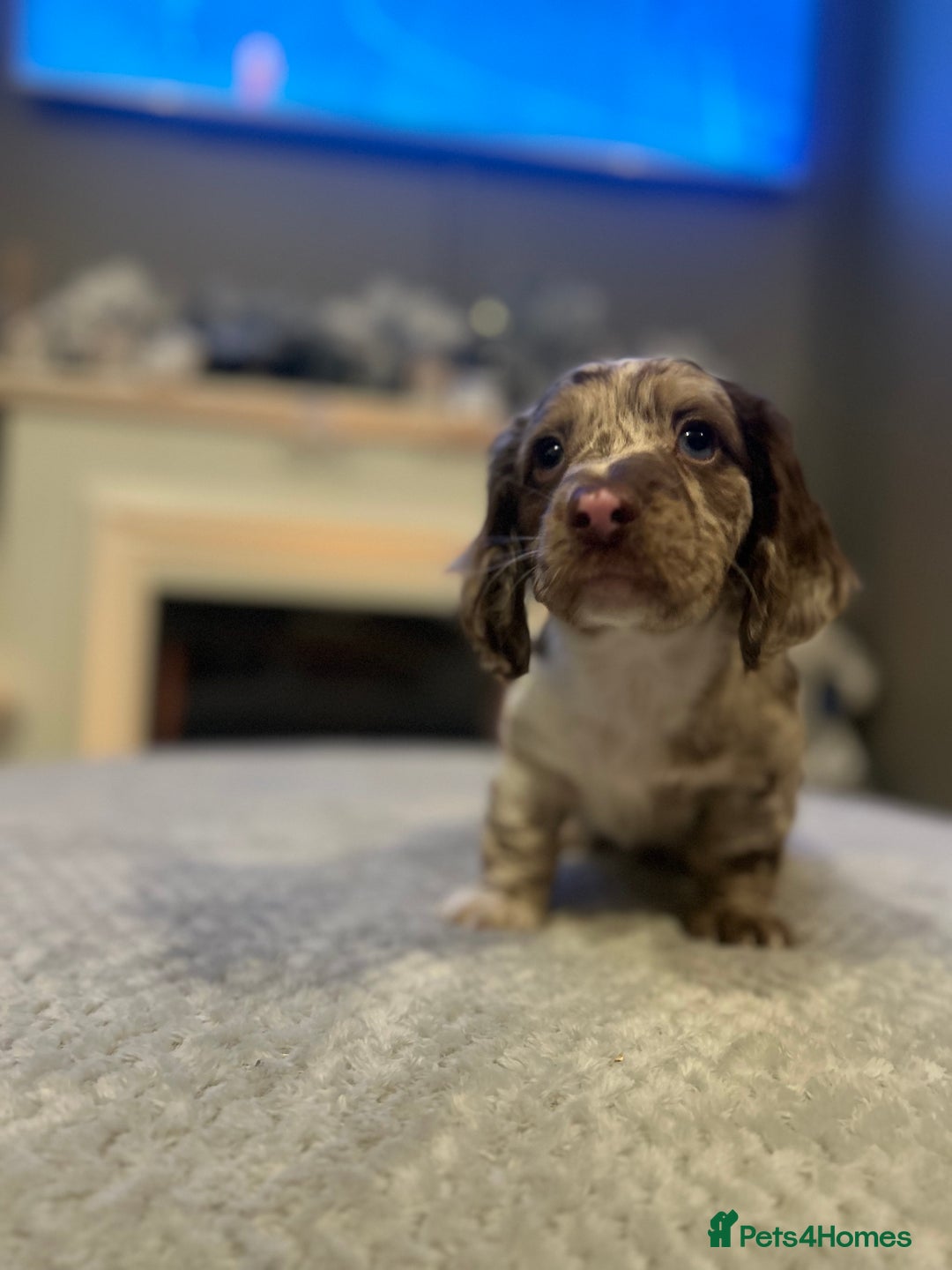 Dachshund dogs for sale: Long haired dachshunds for sale  - Advert 1