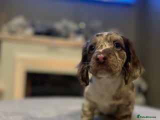 Dachshund dogs Long haired dachshunds for sale - Advert 1