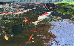 Koi Carp fish for sale: koi fish and various other fish - Image 17