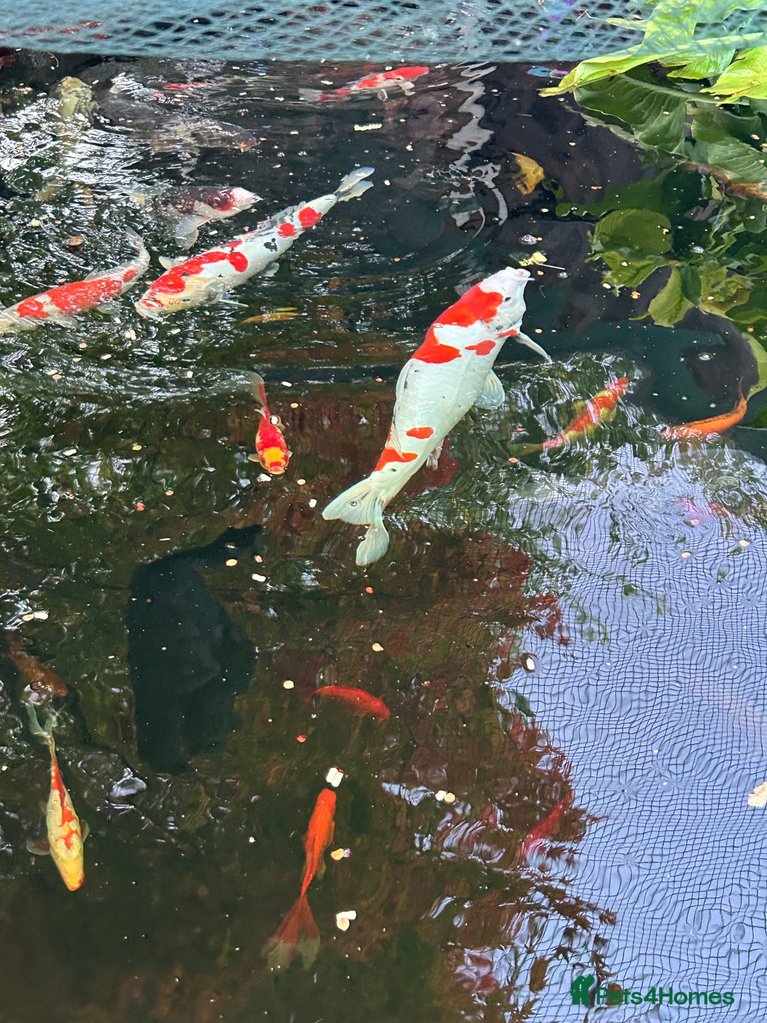 Koi Carp fish for sale: koi fish and various other fish - Image 17