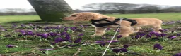 Cocker Spaniel dogs for sale: 8/9 month old male cocker spaniel puppy (Buddy) - Advert 11