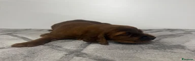 Irish Setter 3