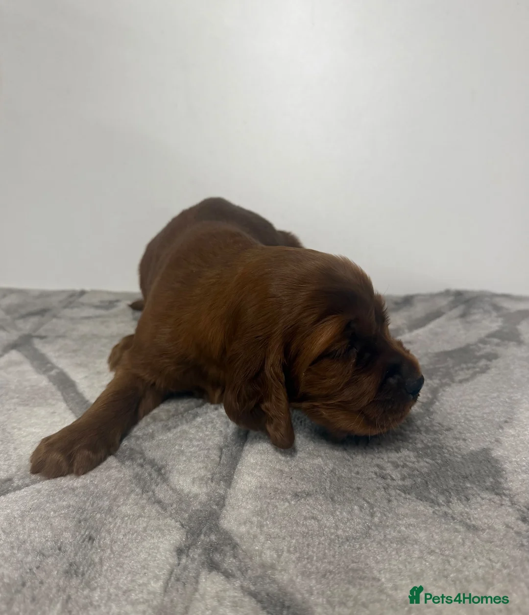 Irish Setter dogs for sale: TWO BOYS AVAILABLE READY TO LEAVE - Advert 29