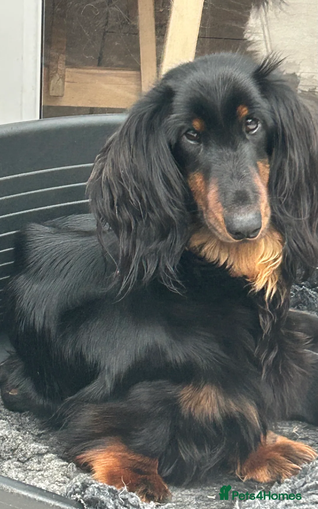 Dachshund dogs for sale: Standard Long hair Girl - Advert 1
