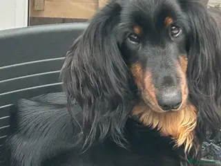 Dachshund dogs Standard Long hair Girl - Advert 12