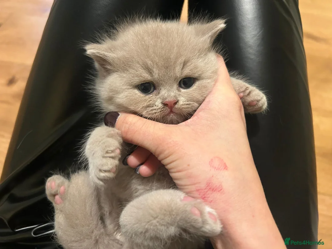 British Shorthair cats for sale: Beautiful GCCF and TICA reg British Shorthair  - Advert 36
