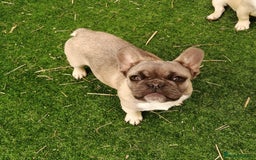 French Bulldog dogs for adoption: 💓🐶 MARGO, MISTY & MONTI💙 - Image 7