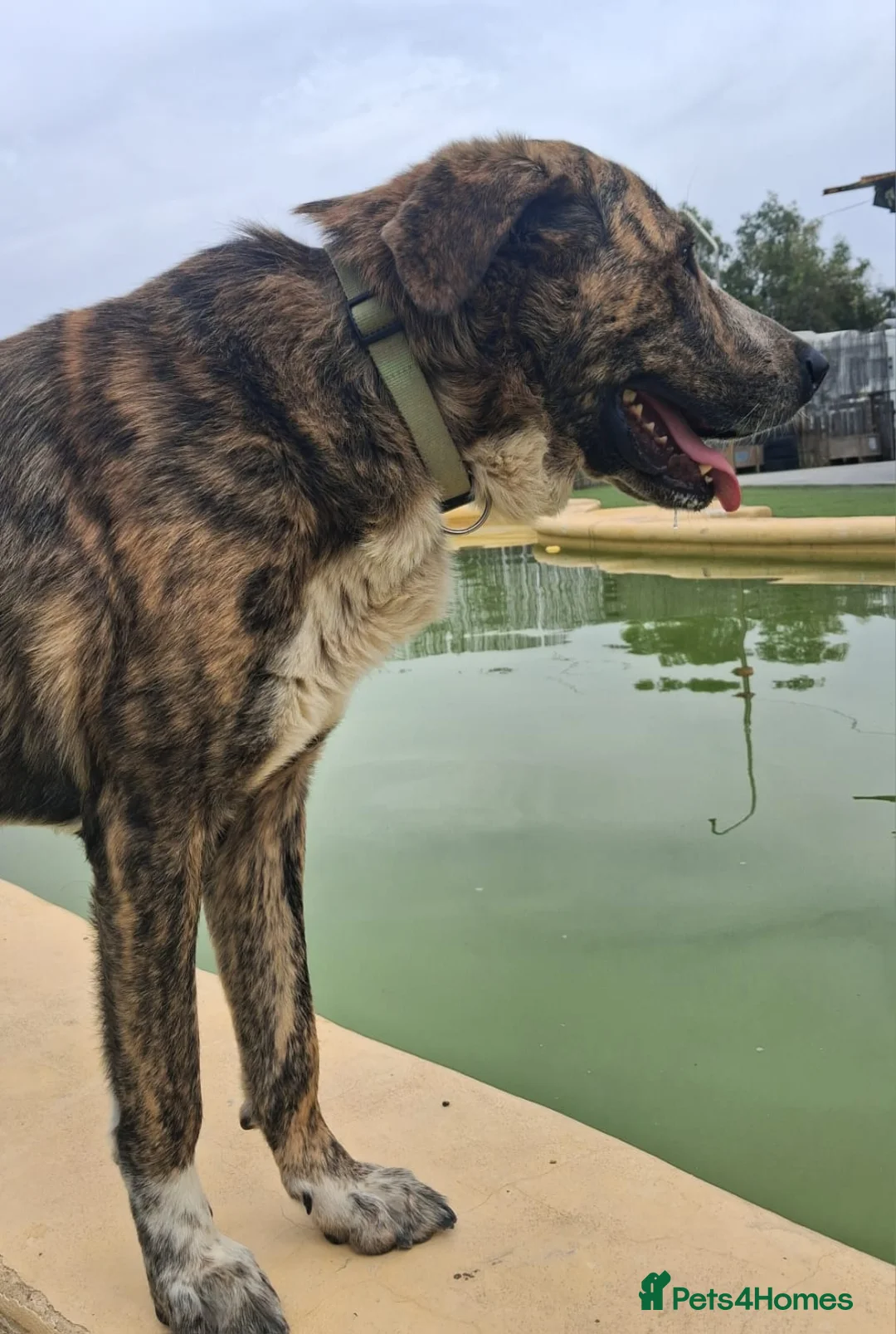 Mixed Breed dogs for adoption: Meet Leo 🥰 the gentle gient 🐶🐾 - Advert 2