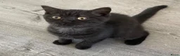 British Shorthair cats for sale: Adorable pedigree  Bsh babies - Advert 2