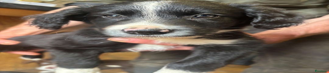 Sprollie Puppy 2
