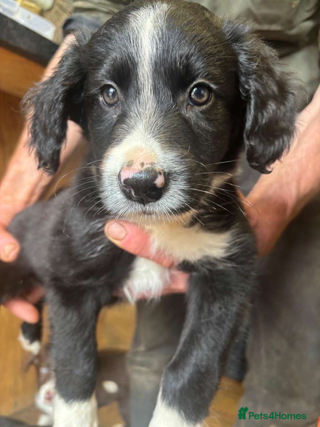 Sprollie dogs for sale: Spollie puppie for sale - Image 2