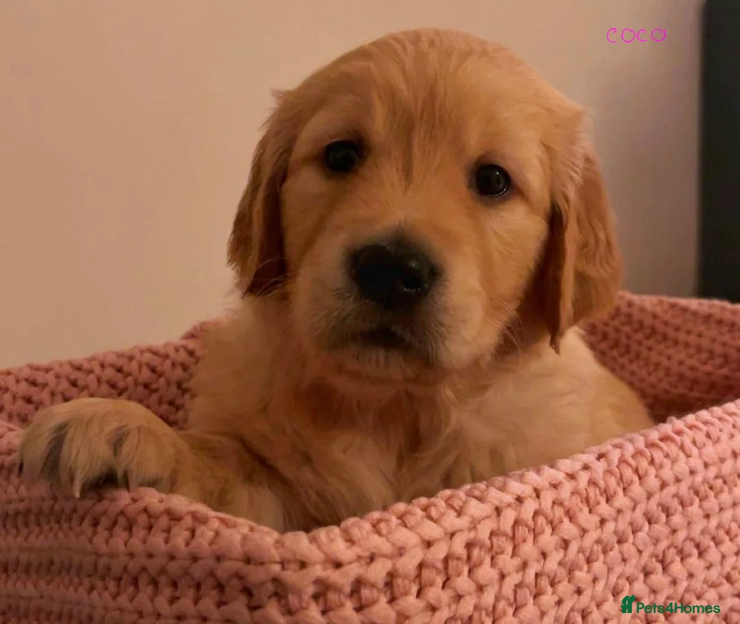 Golden Retriever dogs for sale: KC working line golden retrievers  - Advert 1