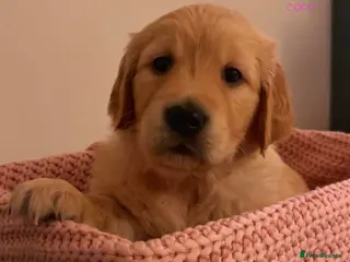 Golden Retriever dogs KC working line golden retrievers - Advert 2