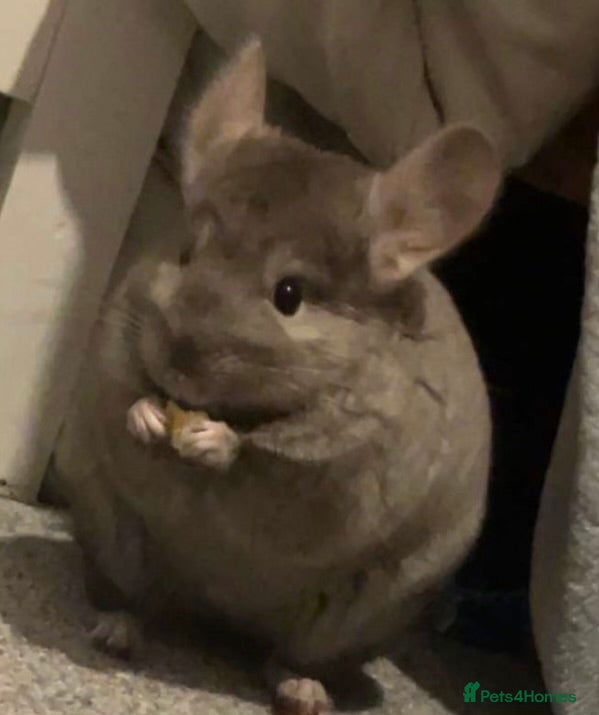 Chinchilla rodents Chinchilla  - Advert 2