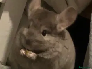 Chinchilla rodents Chinchilla - Advert 2