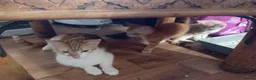 Mixed Breed cats for sale: British shorthair cross kittens  - Advert 2