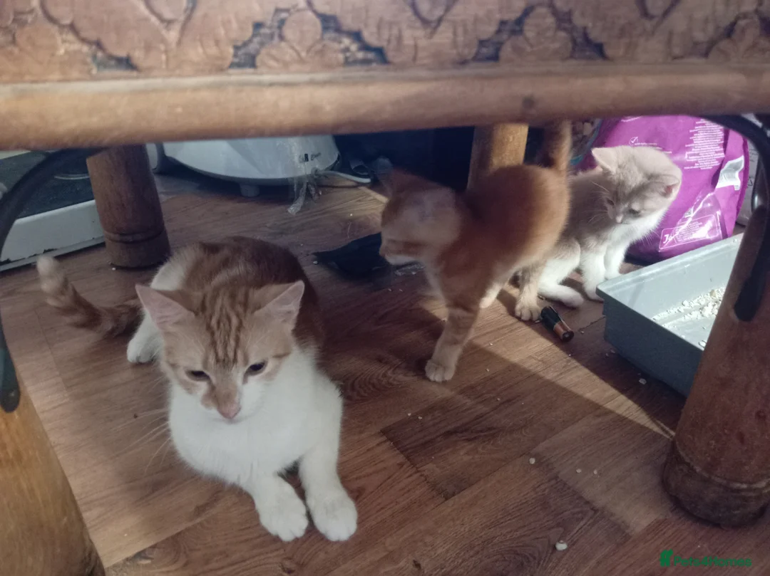 Mixed Breed cats for sale: British shorthair cross kittens  - Advert 2