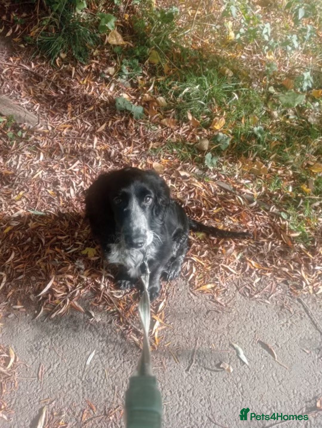 Cockapoo dogs for sale: 6-Month Cockapoo Puppy – Experienced Owner Only - Advert 9