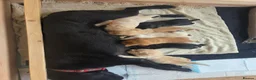 Labrador Retriever dogs for sale: Beautiful labrador puppies  - Advert 8