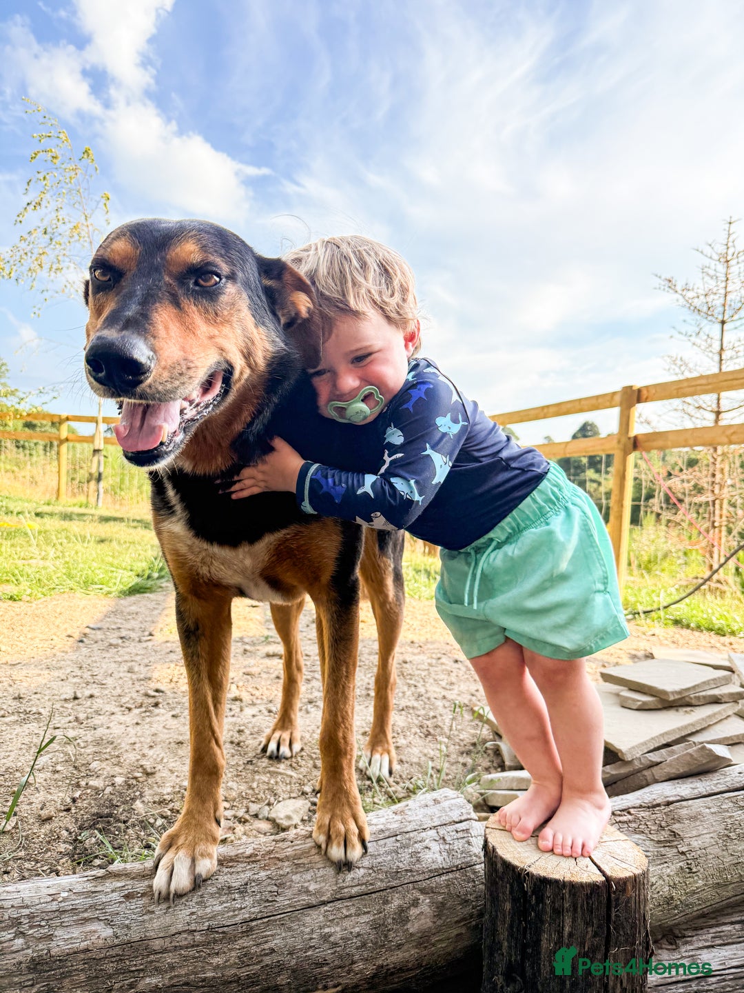 Huntaway dogs for sale: Huntaway Puppies  - Image 8