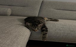 European cats for sale: Koko, female  - Image 4