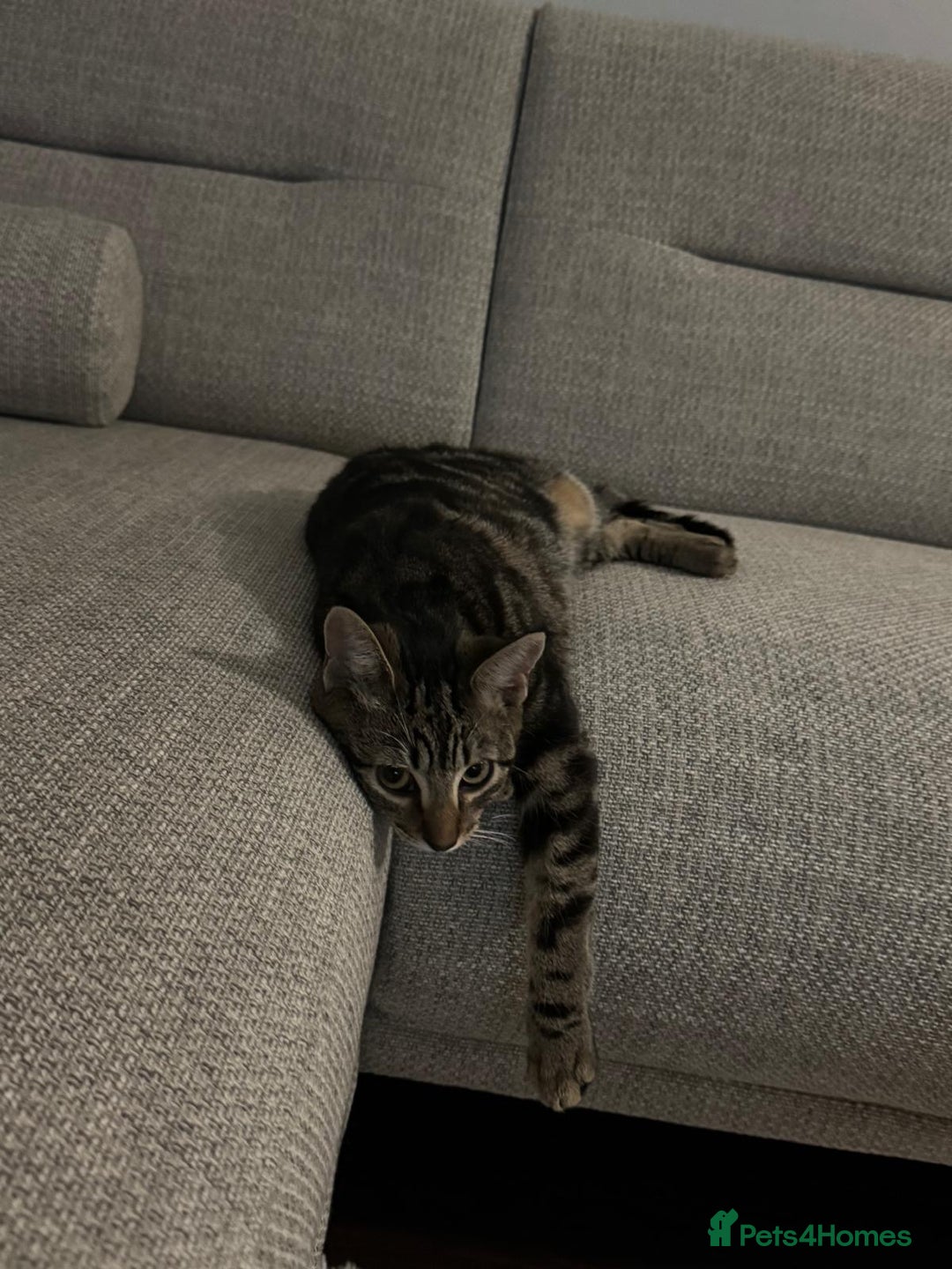 European cats for sale: Koko, female  - Image 4