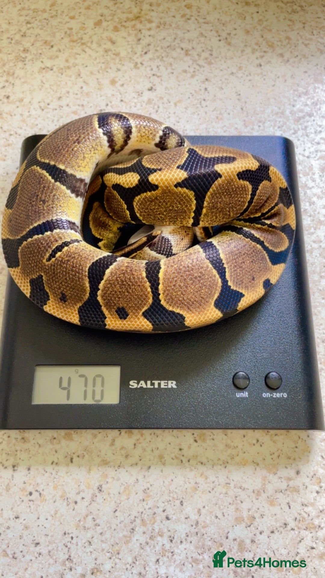 Python Snake reptiles for sale: CB24 Royal Pythons for sale  - Image 2